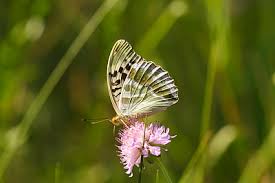 Attēlu rezultāti vaicājumam “Argynnis paphia female”