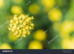 Attēlu rezultāti vaicājumam “Bunias orientalis flower”