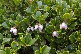 Attēlu rezultāti vaicājumam “Arctostaphylos uva-ursi fruit”