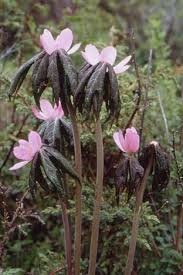 Attēlu rezultāti vaicājumam “Podophyllum hexandrum”