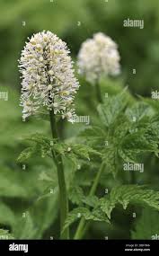 Attēlu rezultāti vaicājumam “Actaea spicata flower”