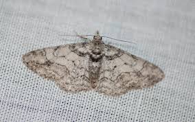 Attēlu rezultāti vaicājumam “Lymantriidae”