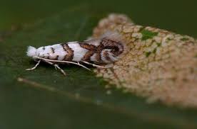 Attēlu rezultāti vaicājumam “Phyllonorycter platanoidella”