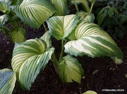 Image result for Hosta Warpaint
