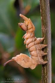 Attēlu rezultāti vaicājumam “Stauropus fagi”