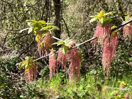 Attēlu rezultāti vaicājumam “Acer negundo female flower”