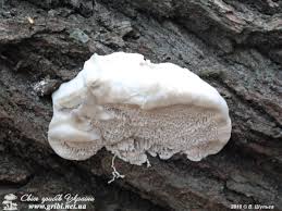 Attēlu rezultāti vaicājumam “Aurantiporus fissilis”