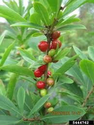 Attēlu rezultāti vaicājumam “Daphne mezereum fruit”