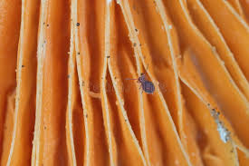 Attēlu rezultāti vaicājumam “Symphypleona”