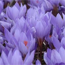 Attēlu rezultāti vaicājumam “Crocus speciosus”