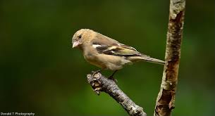 Attēlu rezultāti vaicājumam “Fringilla coelebs female”