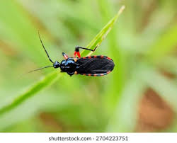Attēlu rezultāti vaicājumam “Rhynocoris annulatus nymph”
