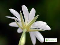 Attēlu rezultāti vaicājumam “Stellaria palustris leaf”
