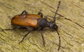 Attēlu rezultāti vaicājumam “Paracorymbia maculicornis”