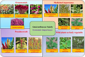 Attēlu rezultāti vaicājumam “Amaranthaceae”