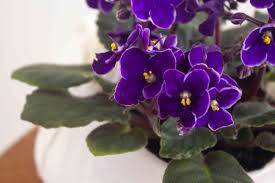 Image result for violet