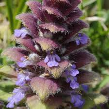 Attēlu rezultāti vaicājumam “Ajuga pyramidalis leaf”