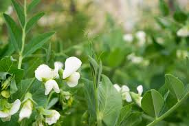 Attēlu rezultāti vaicājumam “Pisum sativum flower”