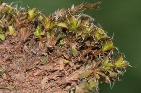 Attēlu rezultāti vaicājumam “Syntrichia virescens”