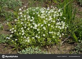 Attēlu rezultāti vaicājumam “Stellaria nemorum flower”