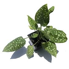 Image result for Pulmonaria officinalis