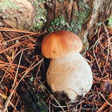 Attēlu rezultāti vaicājumam “Amanita excelsa”