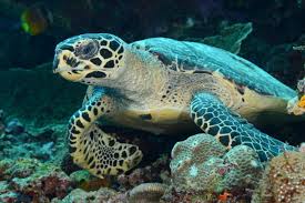 Image result for Eretmochelys imbricata
