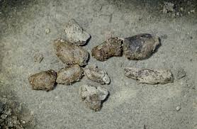 名物糞コテ에 대한 이미지 검색결과