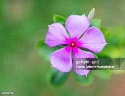 Attēlu rezultāti vaicājumam “Silene viscaria”