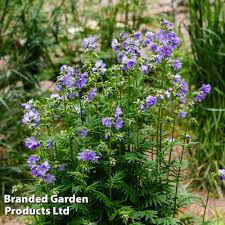 Attēlu rezultāti vaicājumam “Polemonium caeruleum flower”