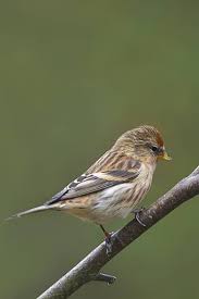 Attēlu rezultāti vaicājumam “Carduelis flammea male”