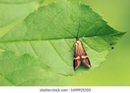 Attēlu rezultāti vaicājumam “Adelidae”