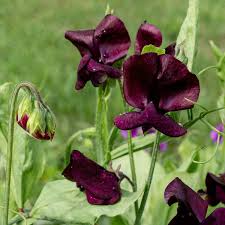 Image result for Lathyrus odoratus