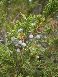 Attēlu rezultāti vaicājumam “Juniperus sabina”
