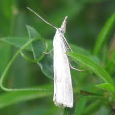 Attēlu rezultāti vaicājumam “Crambus silvella”