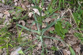 Attēlu rezultāti vaicājumam “Tragopogon pratensis subsp. pratensis fruit”