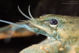 Attēlu rezultāti vaicājumam “Astacus astacus”