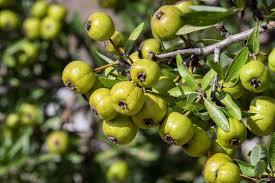 Attēlu rezultāti vaicājumam “Pyrus pyraster”