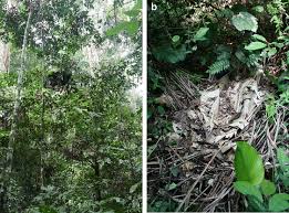 Attēlu rezultāti vaicājumam “Troglodytes troglodytes nest”