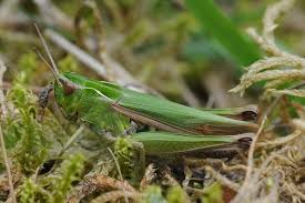 Attēlu rezultāti vaicājumam “Omocestus viridulus”