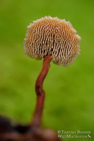 Attēlu rezultāti vaicājumam “Auriscalpium vulgare”