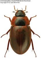 Attēlu rezultāti vaicājumam “Enochrus affinis”