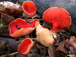 Attēlu rezultāti vaicājumam “Sarcoscypha austriaca var. lutea”