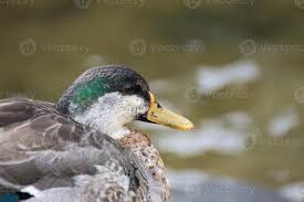 Attēlu rezultāti vaicājumam “Anas platyrhynchos male”