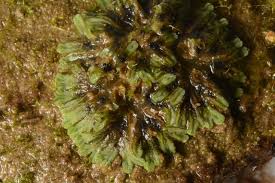 Attēlu rezultāti vaicājumam “Riccia glauca”