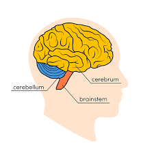 Image result for map of the brain
