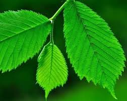 Attēlu rezultāti vaicājumam “Ulmus glabra”