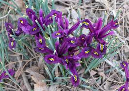 Attēlu rezultāti vaicājumam “Iris reticulata flower”
