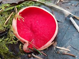 Attēlu rezultāti vaicājumam “Sarcoscypha austriaca”