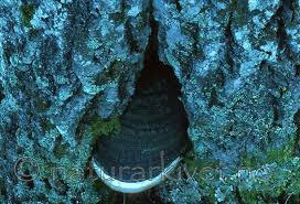 Attēlu rezultāti vaicājumam “Phellinus populicola”